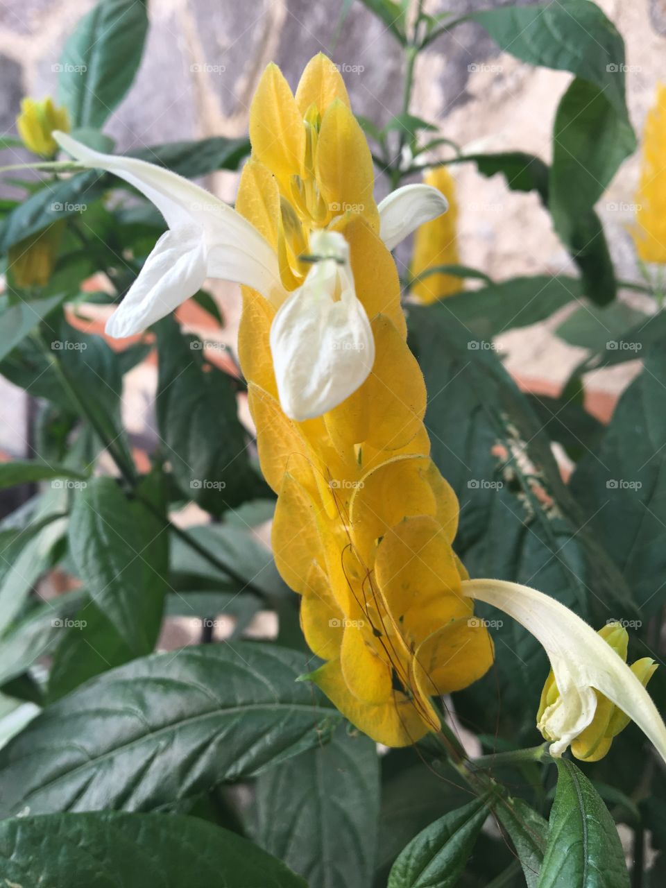 Patchystachys lutea flower, tropical yellow and white flower