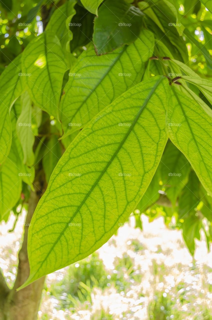 Otaheite Apple Tree Leaf