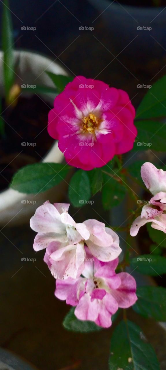naturelove, beautiful flowers, lovely, colourful, drak picture, rose, pink