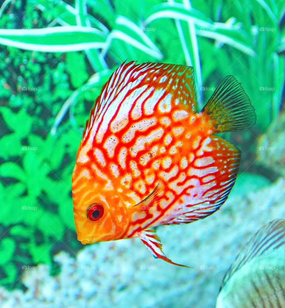 Beautiful and cute fish