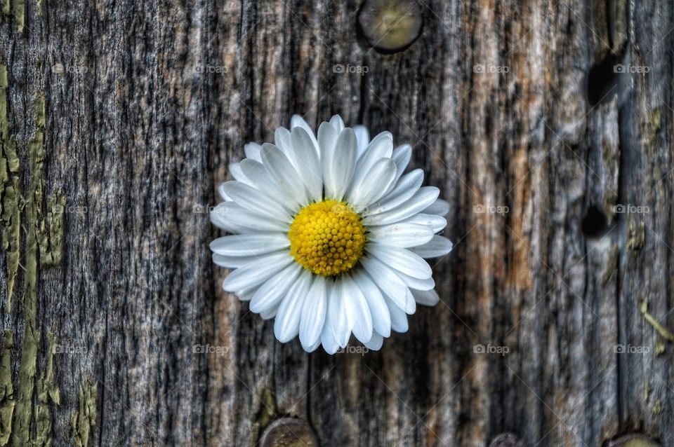 No Person, Wood, Nature, Desktop, Closeup