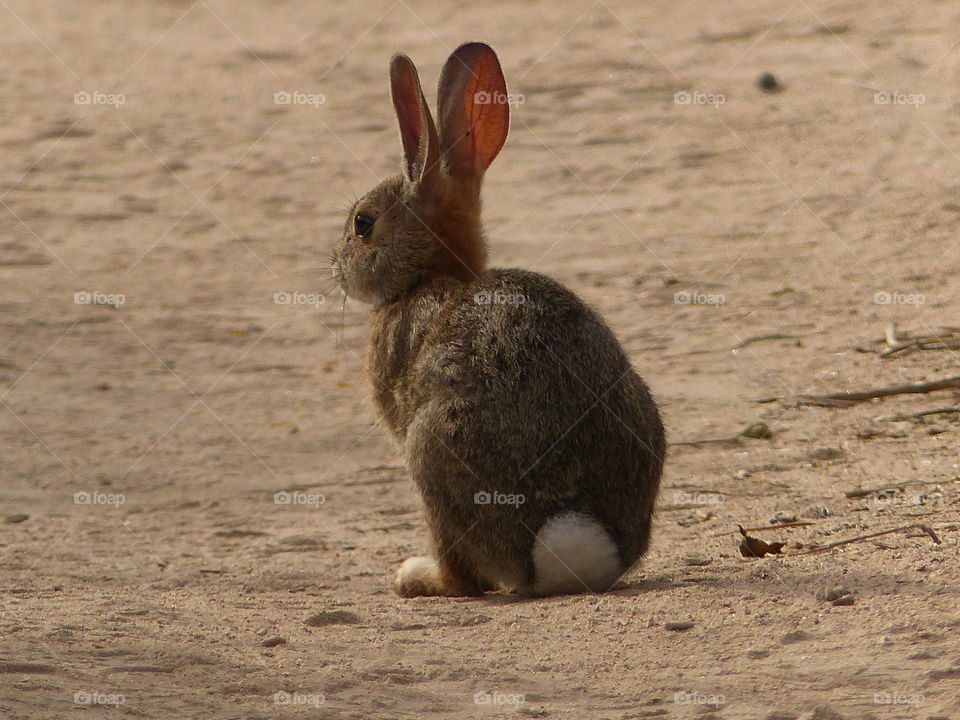 Cute rabbit sitting on sand