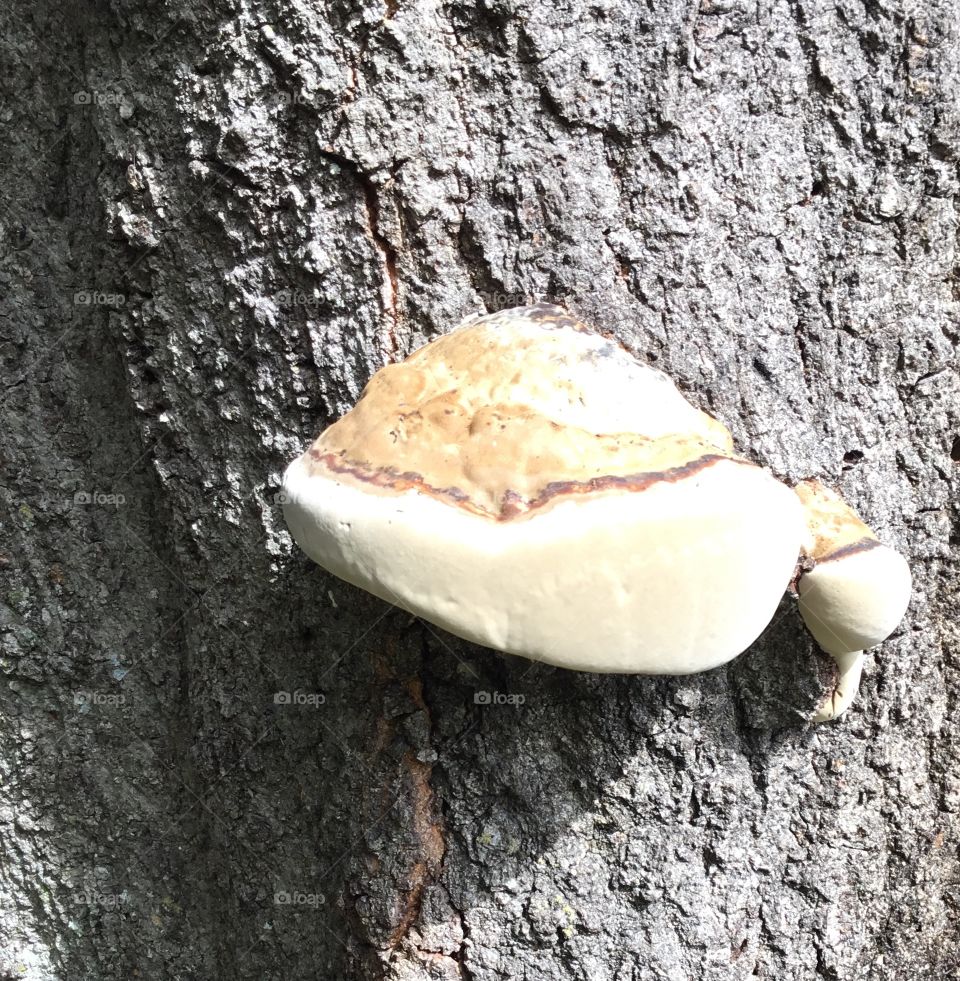 Mushroom growing out the side of an Oak tree in the South Georgia woods.