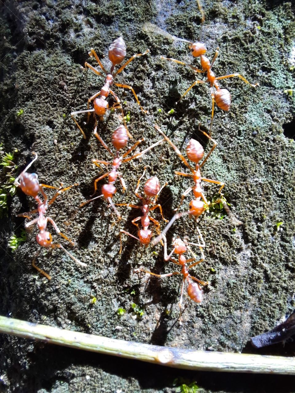 Ants around us