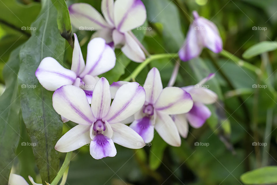 Beautiful White Orchid and patterned purple spots Background blurred leaves in the garden.