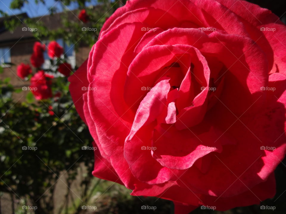 red rose in macro