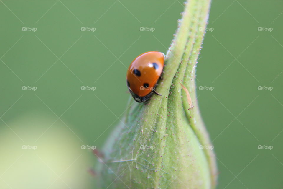 Ladybug on green bud