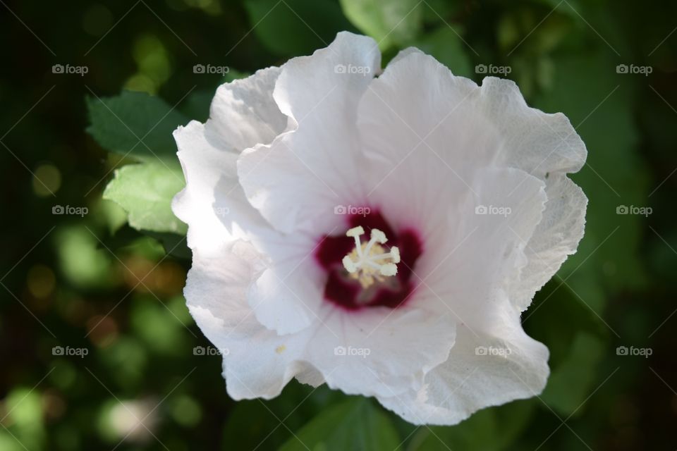 Up close of white flower.