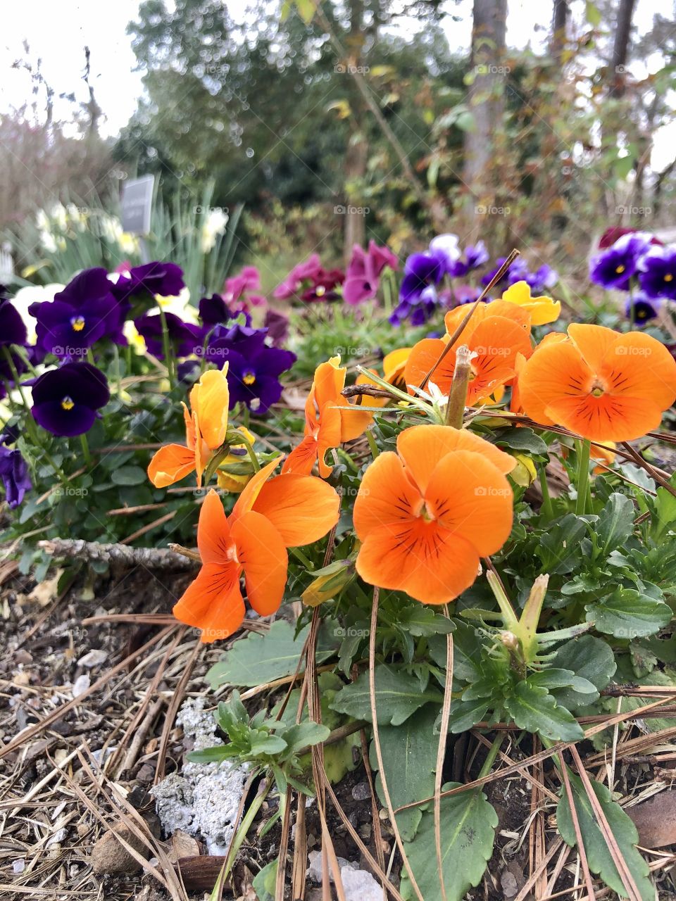 Colorful spring flowers 