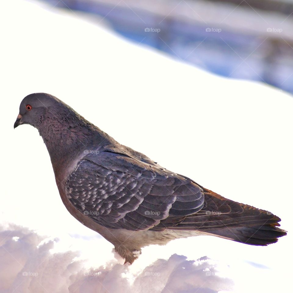 Pigeon in snow 