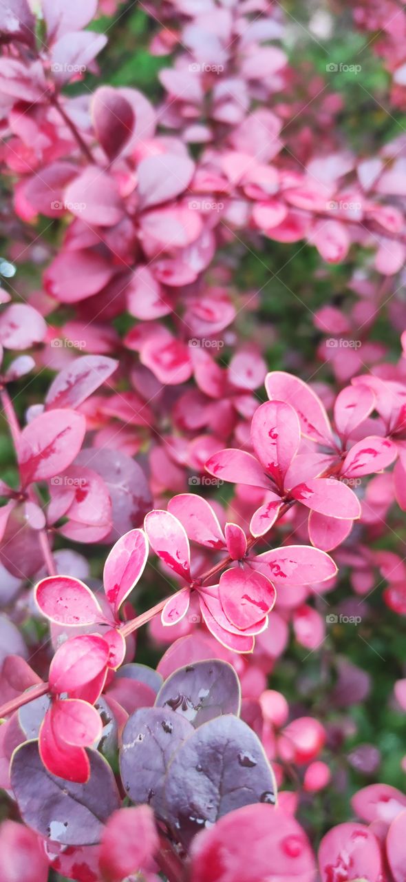 Barberry Thunberg is a shrub, a species of the genus Barberry, of the Barberry family.