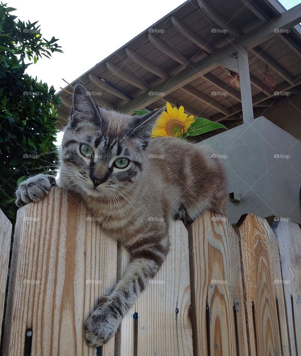 Guardian of the sunflower 🌻