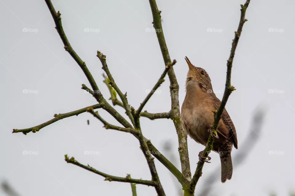 House Wren, Costa Rica, Migratorio, aves de costa Rica, Costa Rica Birds
