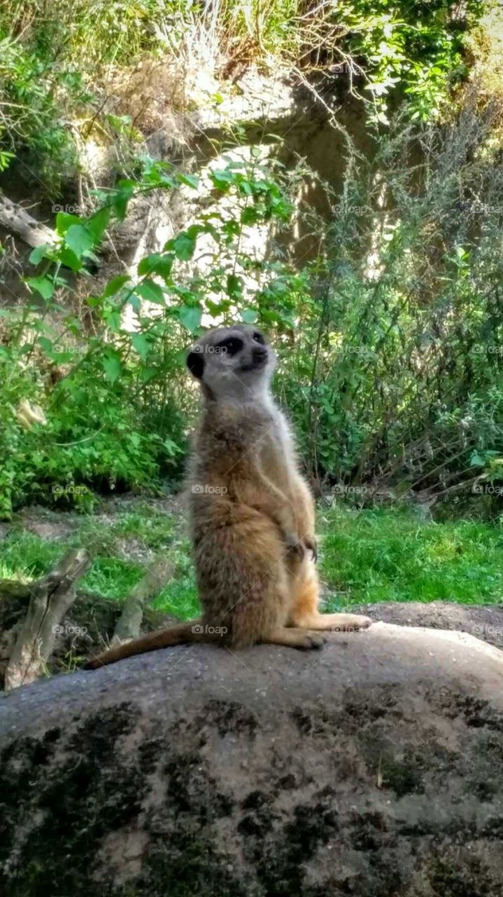 Meerkat