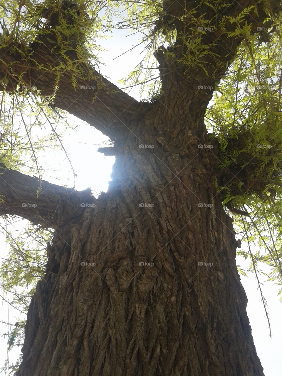 tree Sun