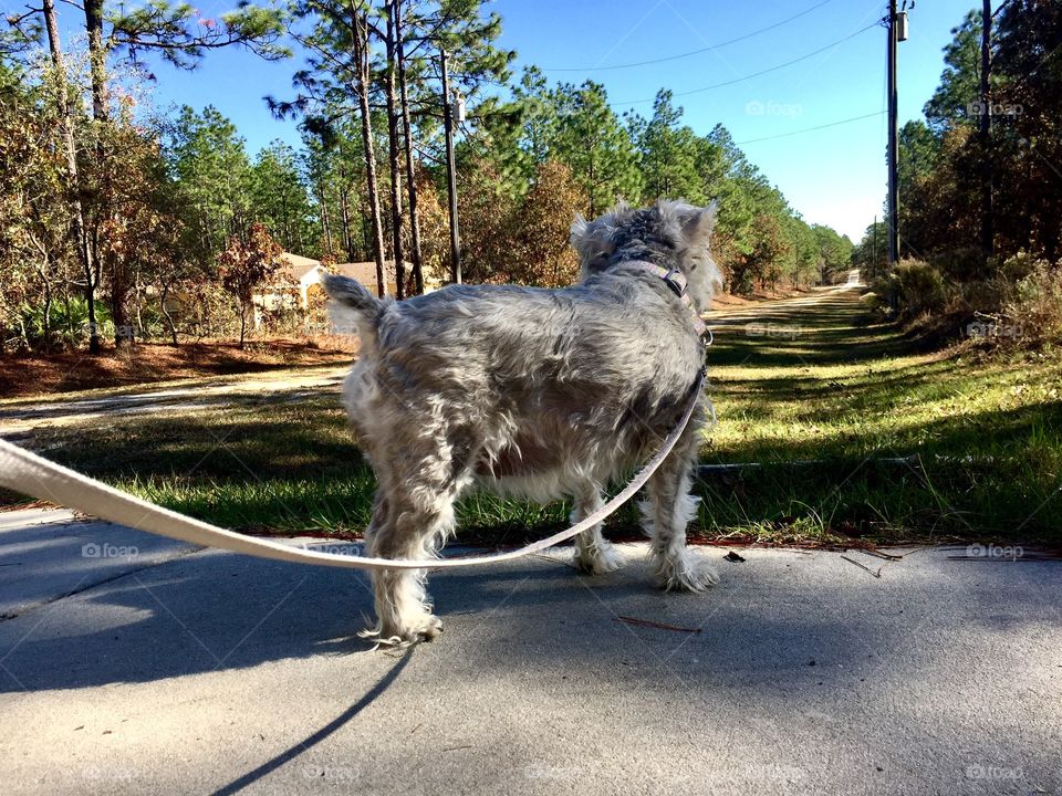 Abby looks down the dirt road she is about to walk down. 
