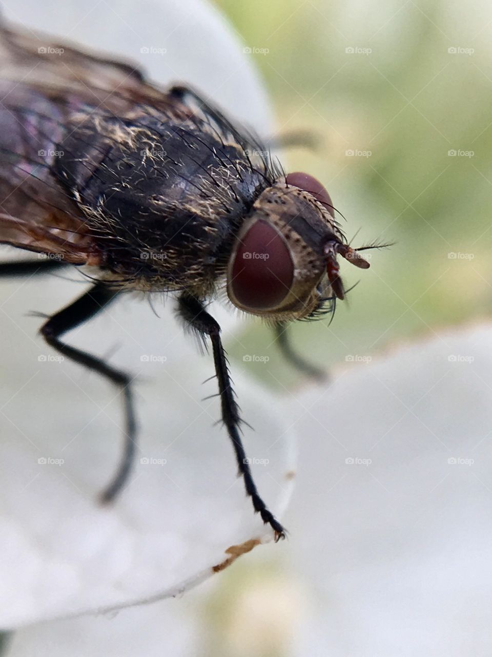 Macro fly