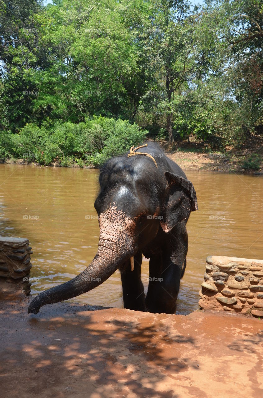 An elefant taking a bath