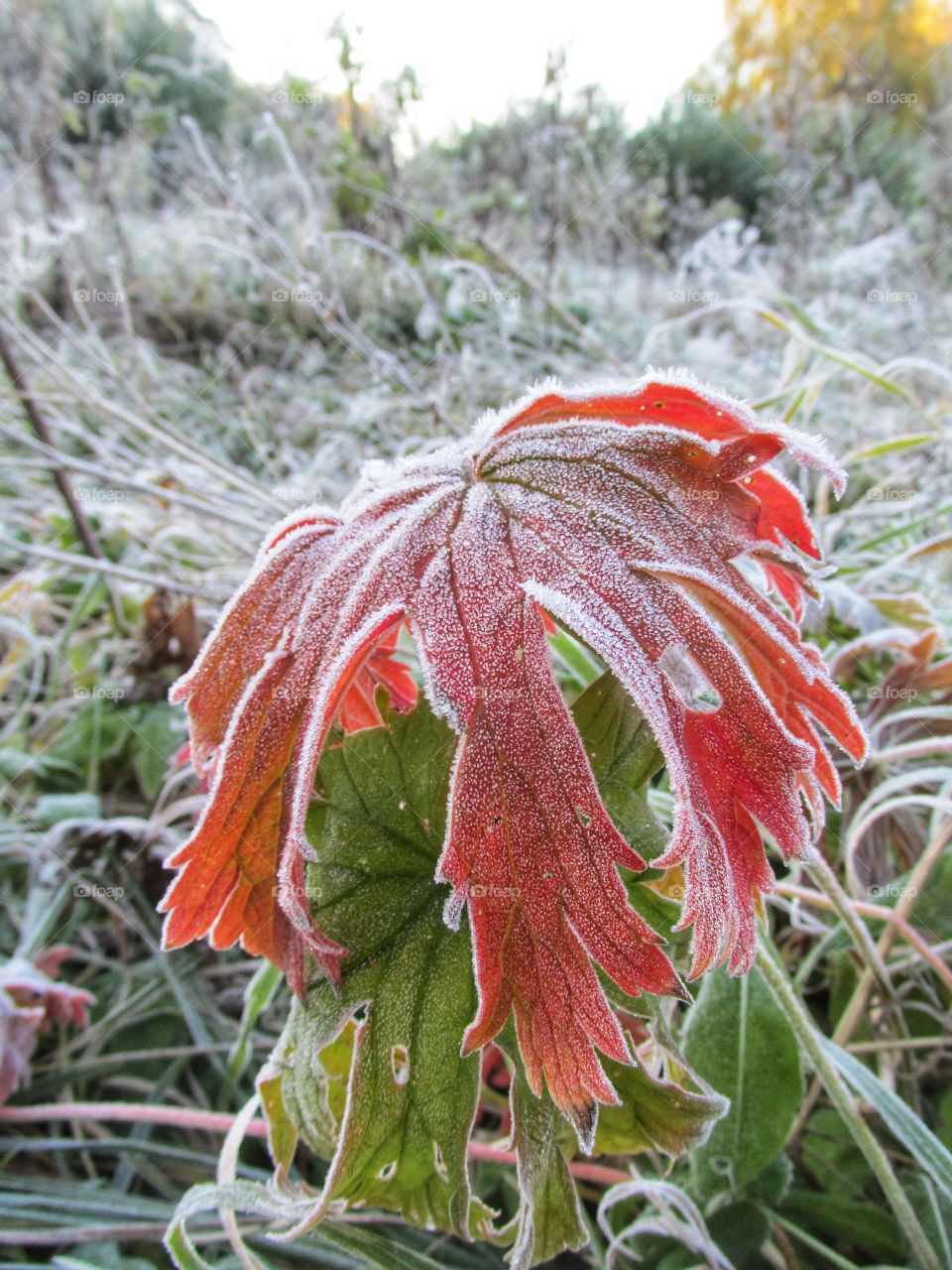 frost on plants. ice crystals on the leaves after a frosty night. late autumn and early winter. freezing.
