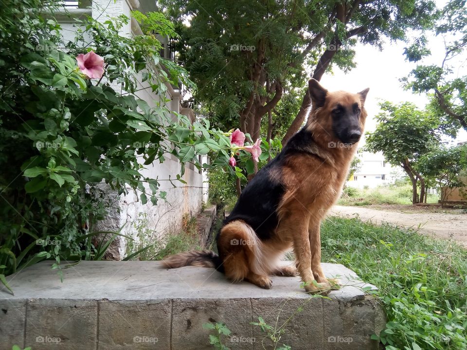German shepherd on duty