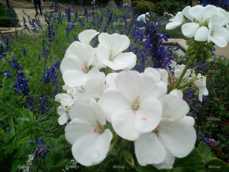 White Blue Flowers