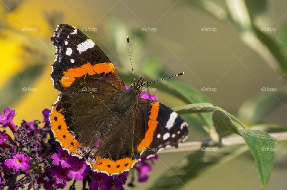 Red Admiral (Vanessa Atalanta)