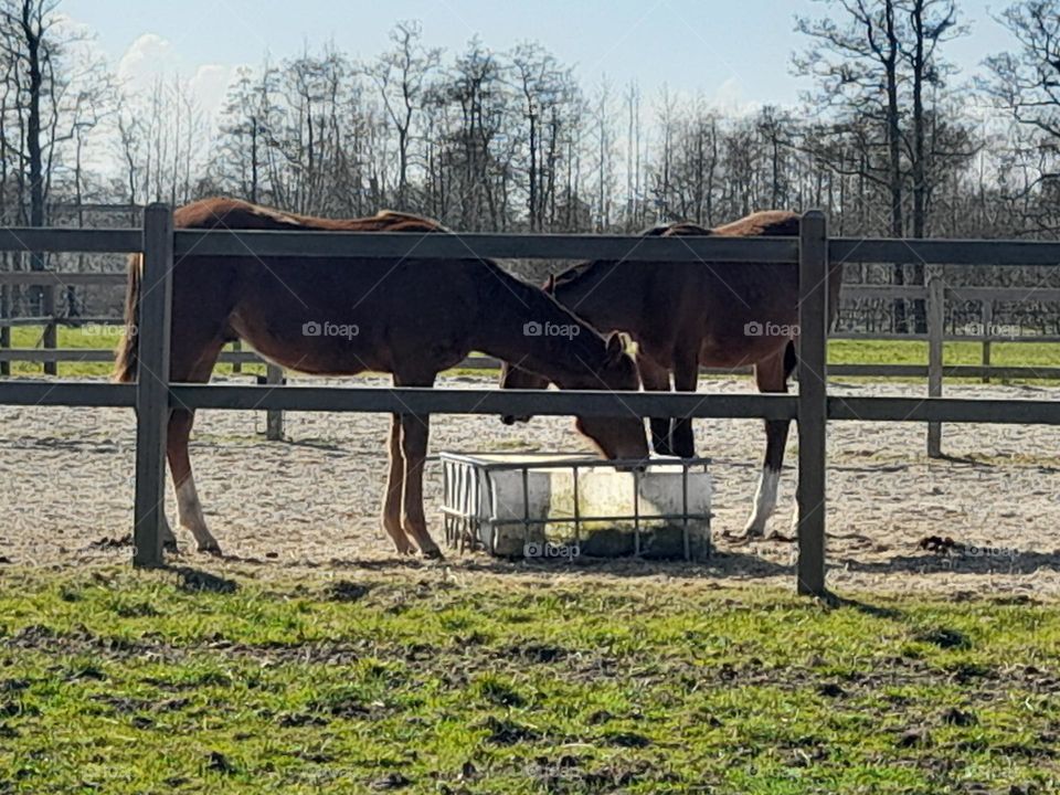 Start of the Spring with horses outside