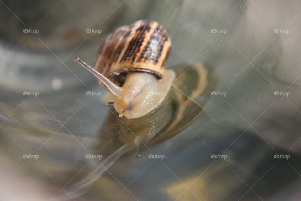 caracol