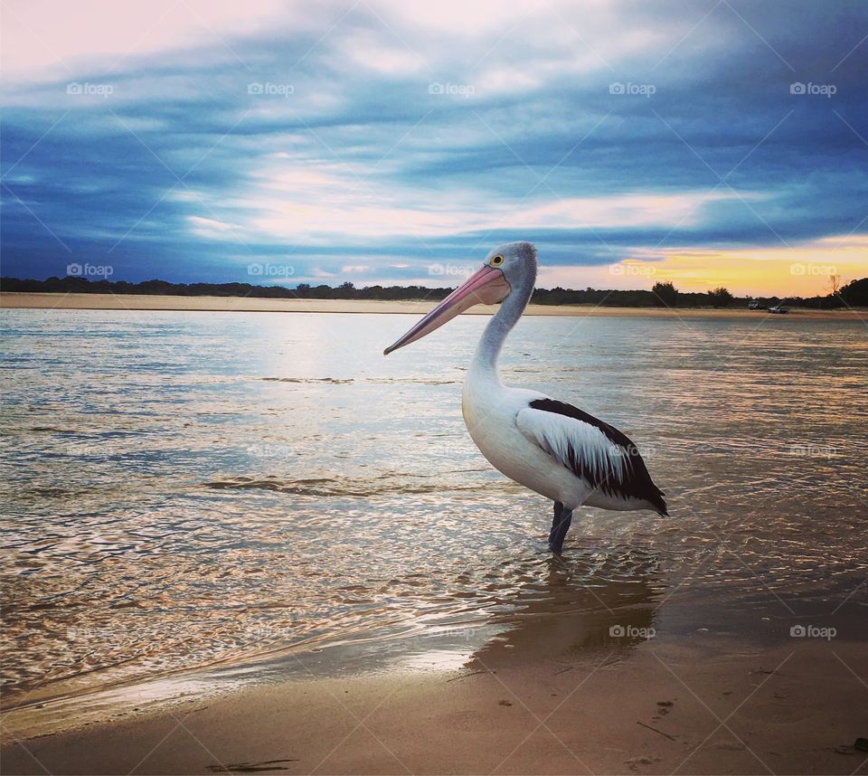 Pelican at Sunset on the beach 