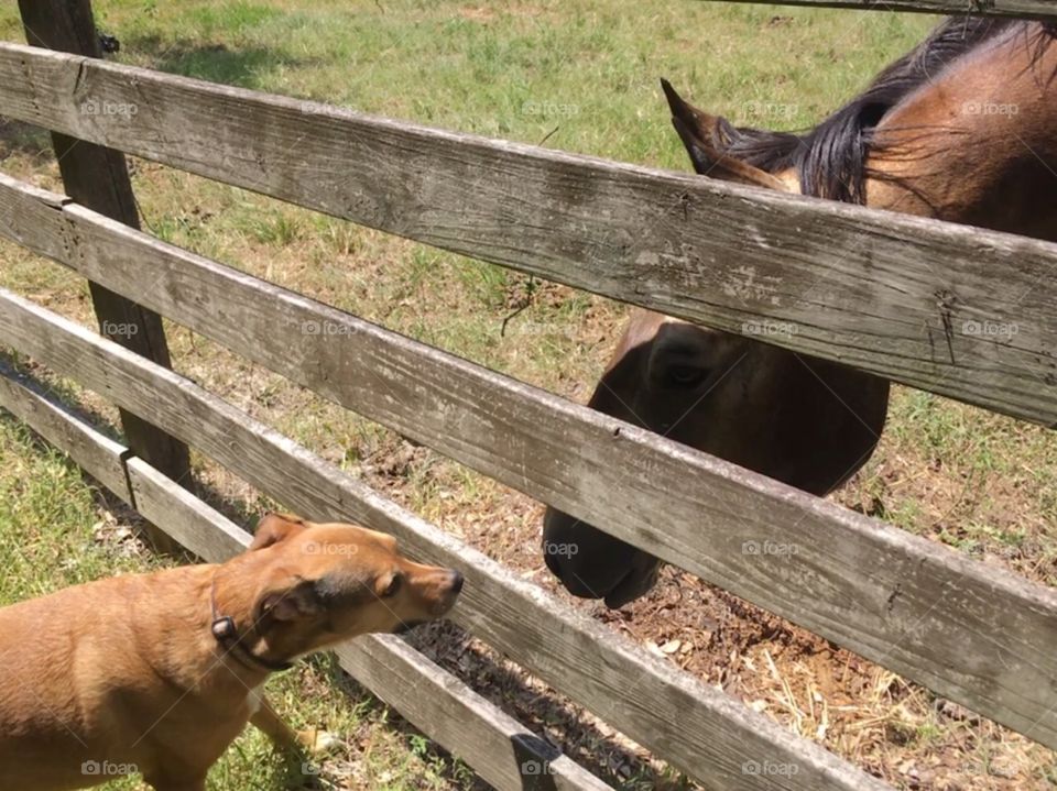 If they only could talk .