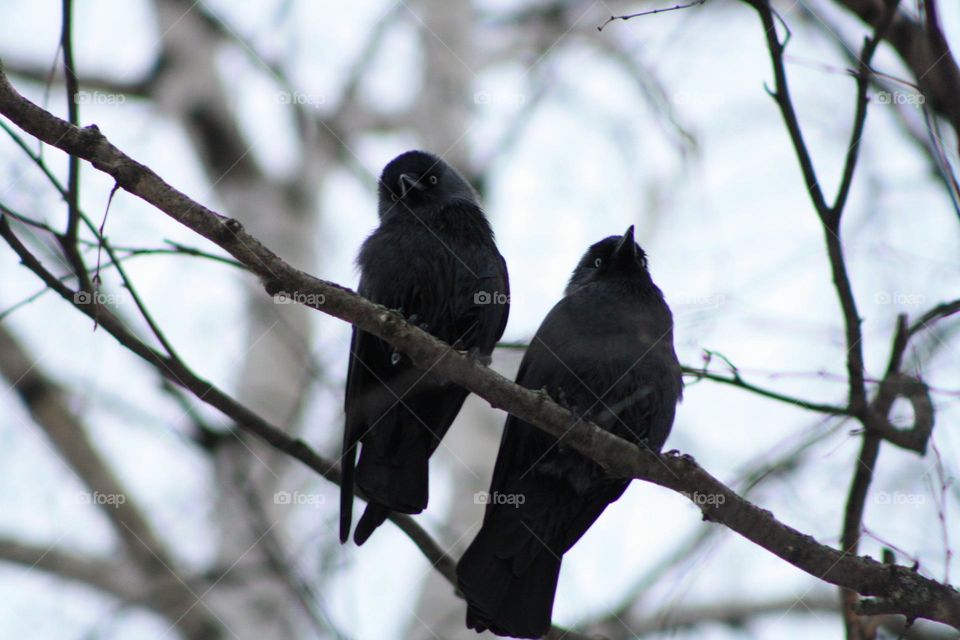 Black birds