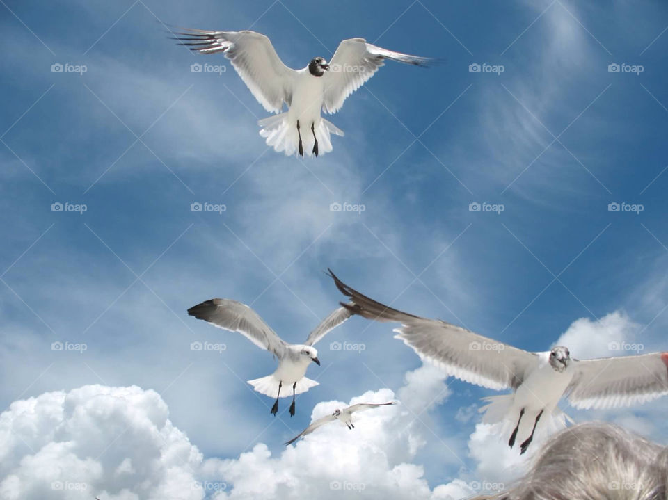 beach bird florida seagull by ezdrossi