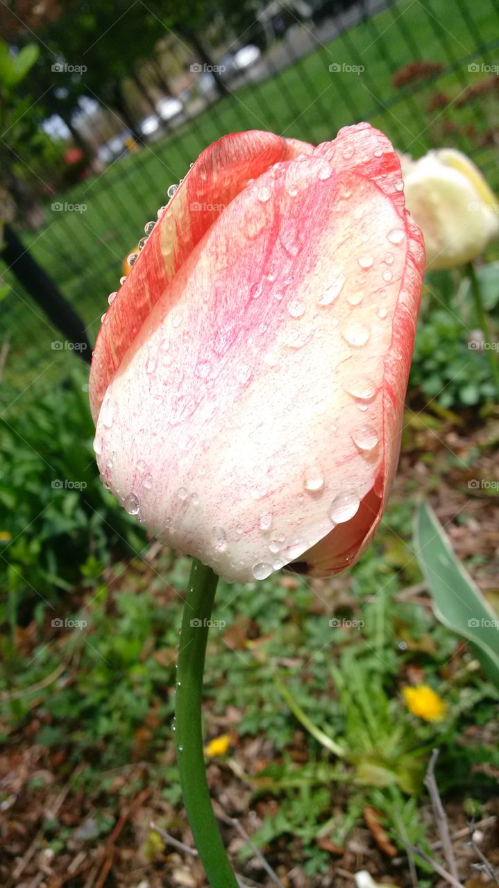 wet spring tulip
