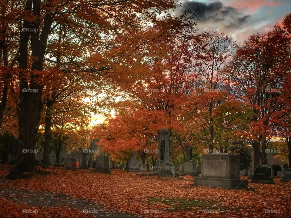 Fall in the graveyard