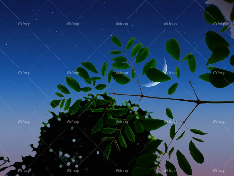 A plant
