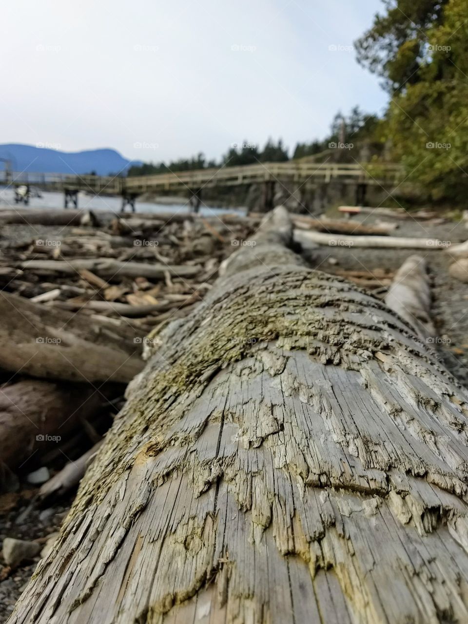 Weathered driftwood logs pile up on the shore with a pier visible near the horizon.