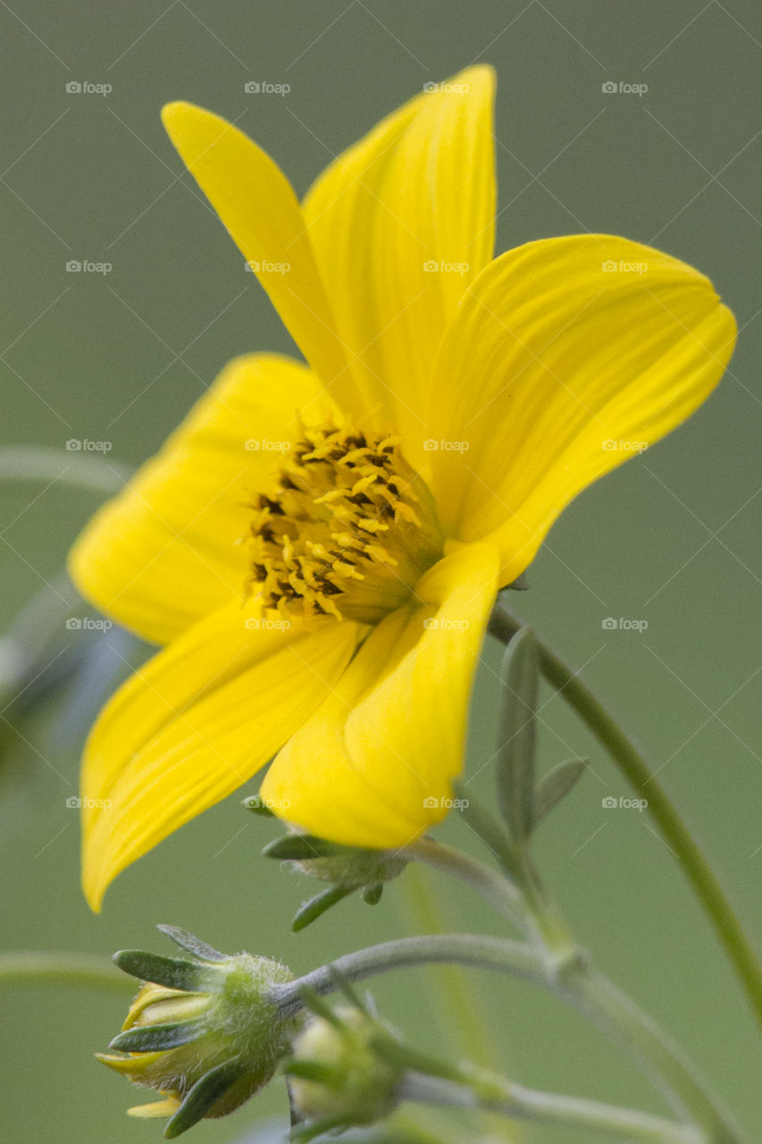 Yellow flower