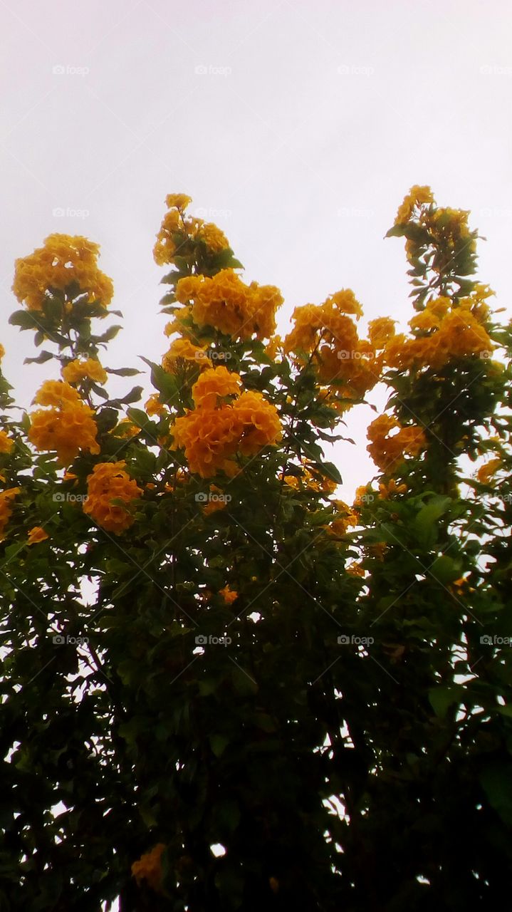 Up view of flowering Tecoma tree/plant
with gorgeous yellow golden bell -shaped
or trumpet-shaped flowers in sunny day
of fall tropical season