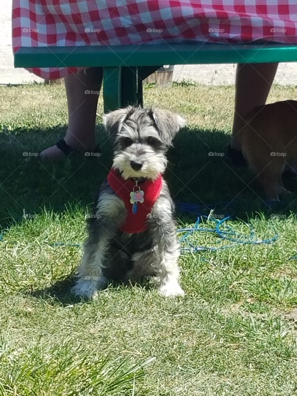 schnauzer sits