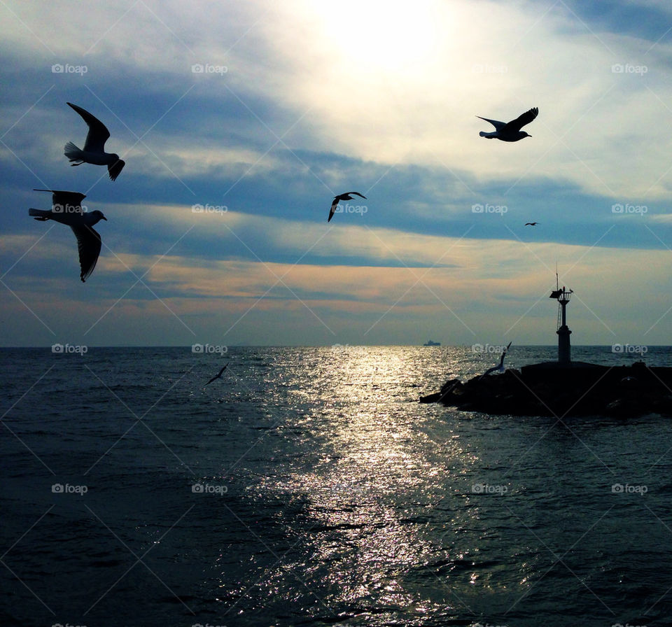 clouds birds water pier by bergenstrahle