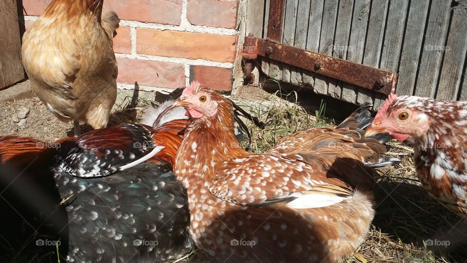 Poultry, Bird, Farm, Hen, Dame