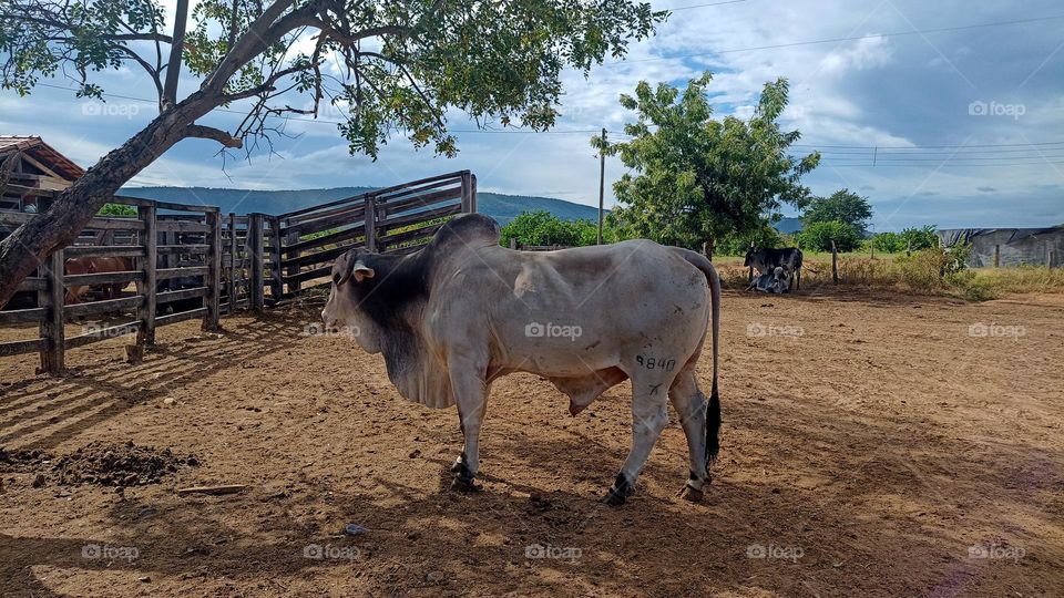 brazilian nelore bull