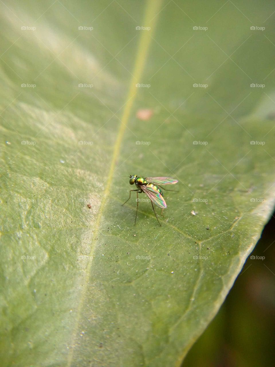 Green color fly.