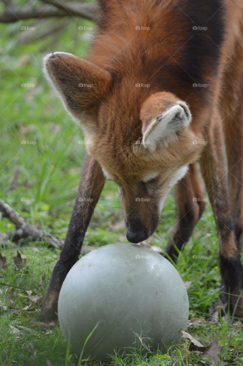 maned fox