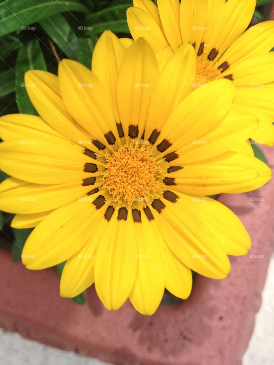 Potted daisies 