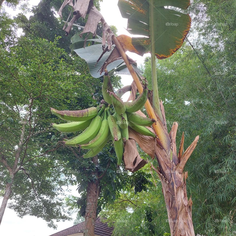 banana tree in the garden