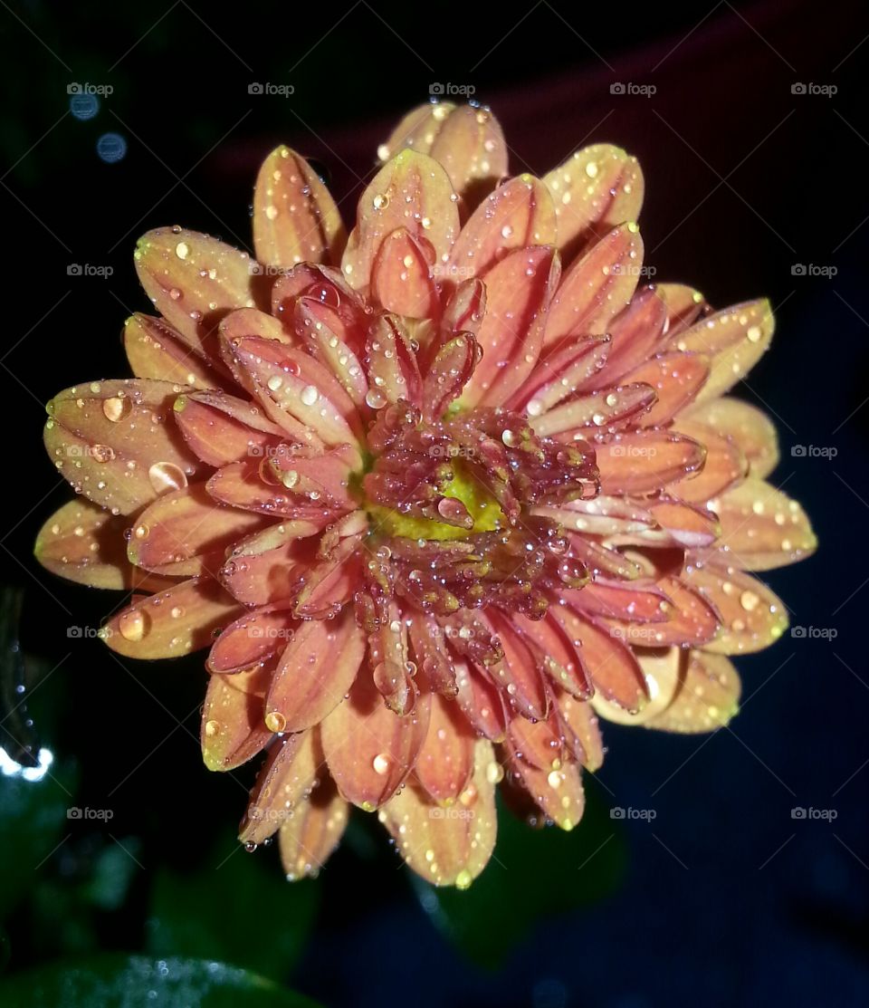 Peach Chrysanthemum