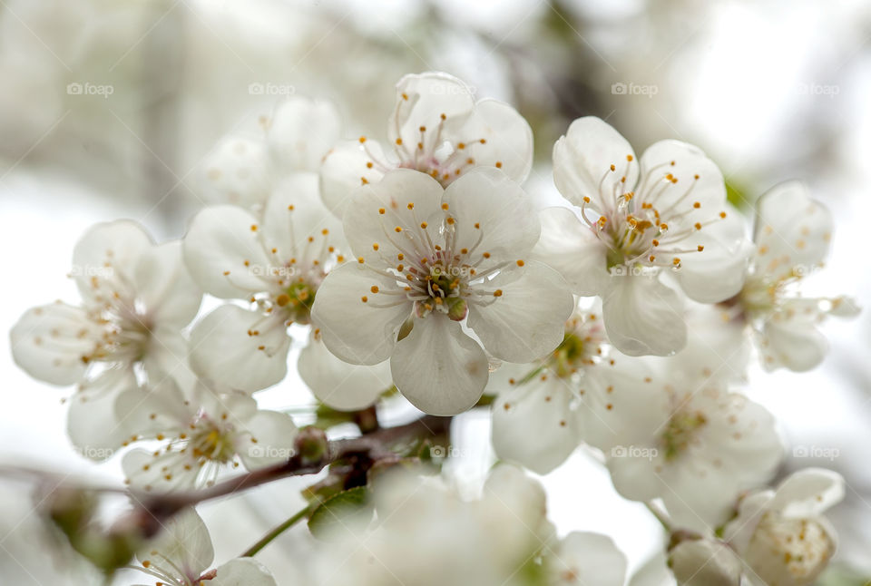 spring flowers,white flowers,bloom trees