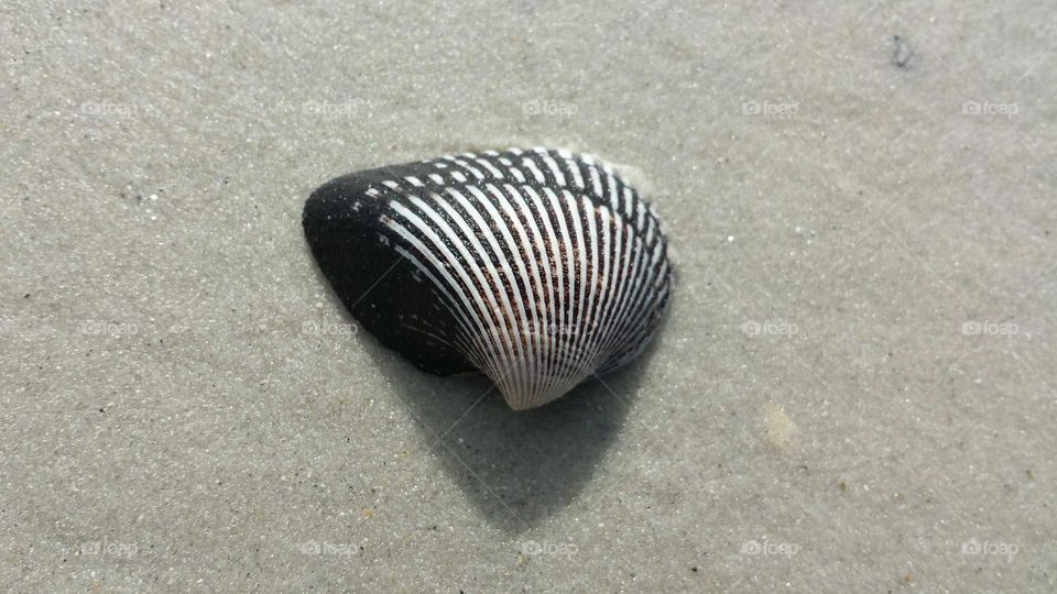 shell