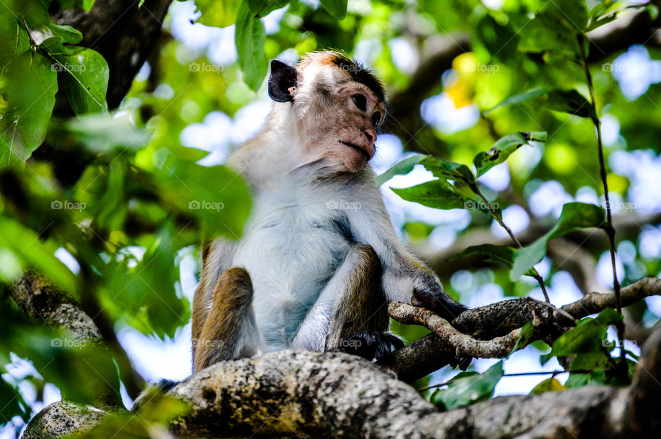 Monkey 🙈

Nikon D3200, 18-55mm & 55-200mm
#monkey #monkeys #ape #jackanapes #simian #animal #animals #animallove #animallover #animallovers #animalphoto #animalphotos #animalphotography #animalphotographer #animalphotoclub #animallife #photoanimals